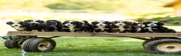 Mini Bernedoodle dogs for sale: Genevieve - Ad 8