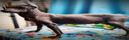 Xoloitzcuintle dogs for sale: Xoloitzcuintle Male Young adult Adolescent  - Ad 3