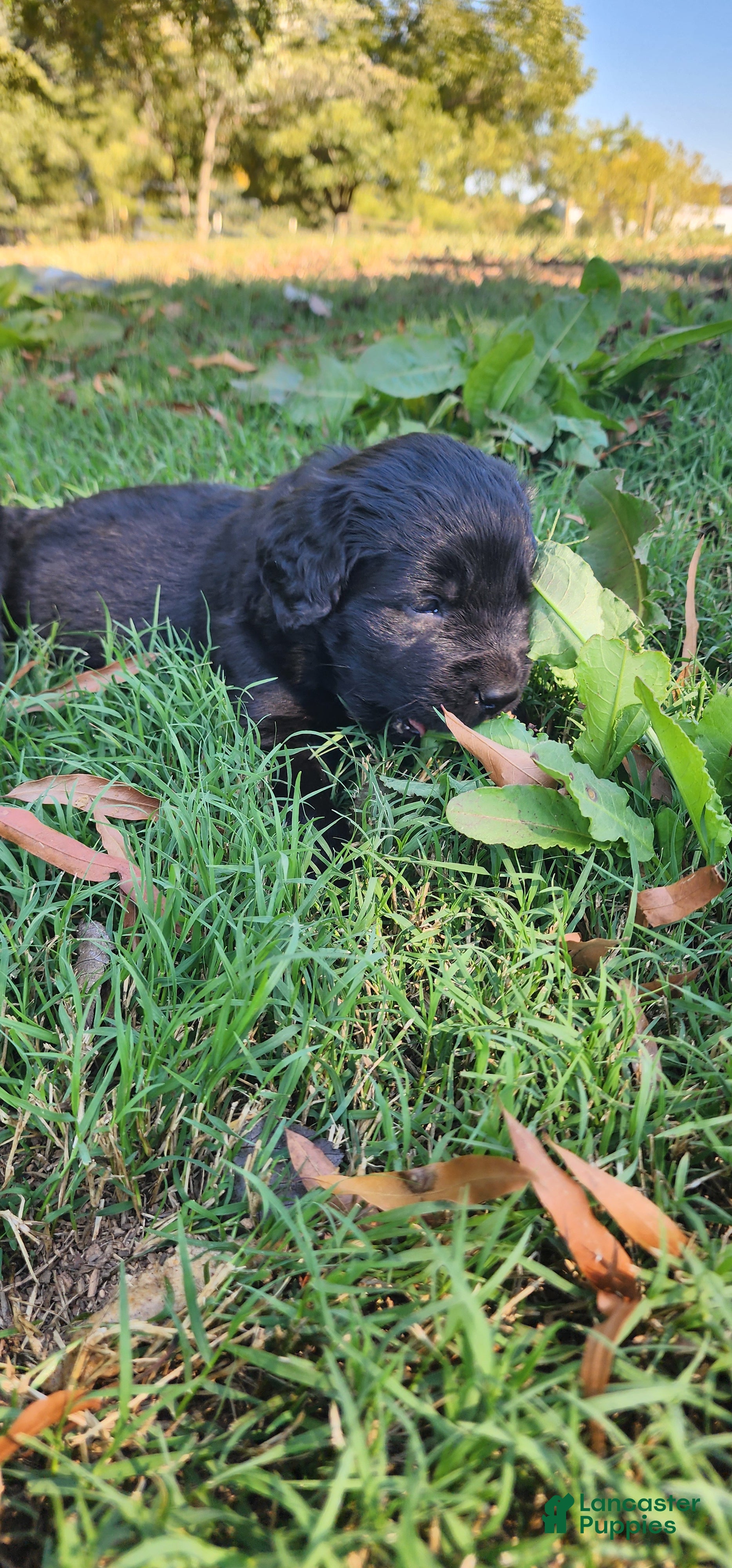 Newfoundland dogs Red - Ad 2