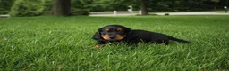 Dachshund dogs for sale: ISAIAH - Ad 1