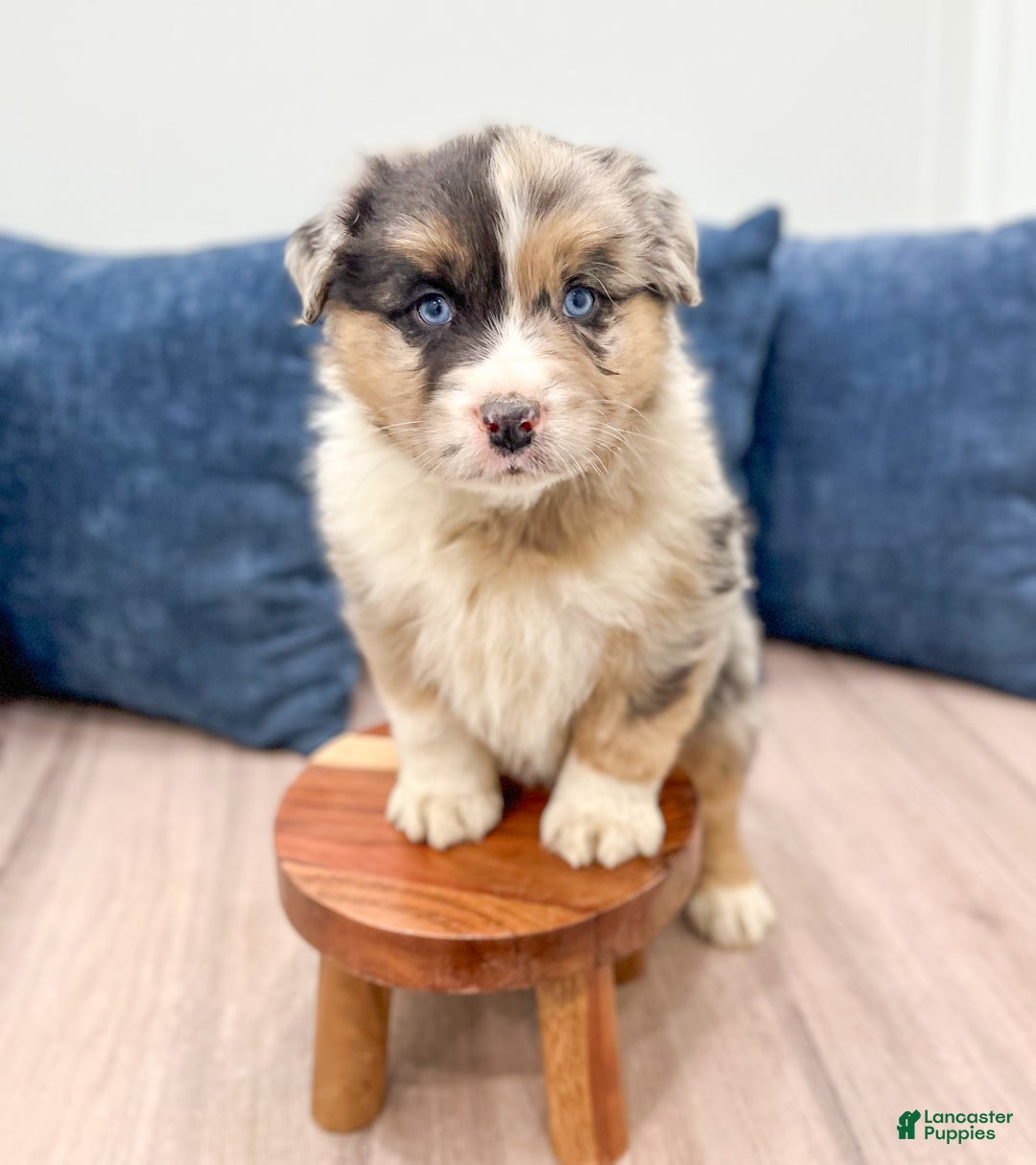Australian Shepherd dogs for sale: Dakota - Ad 2