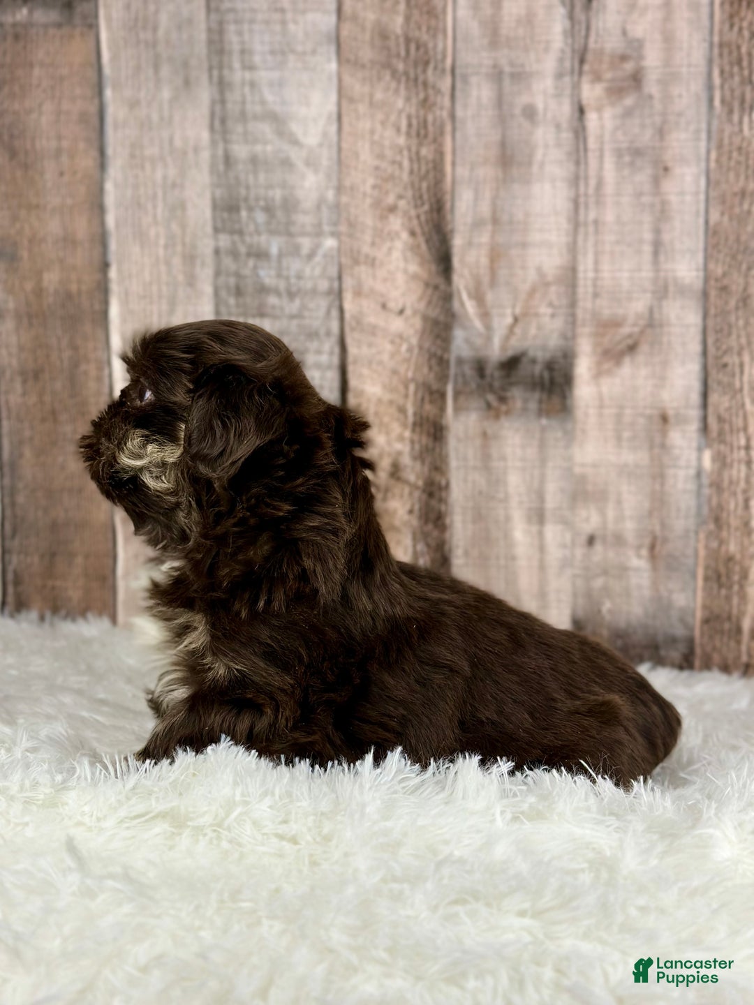 Shih Tzu dogs for sale: Boy Kobe - 8933 - Ad 2