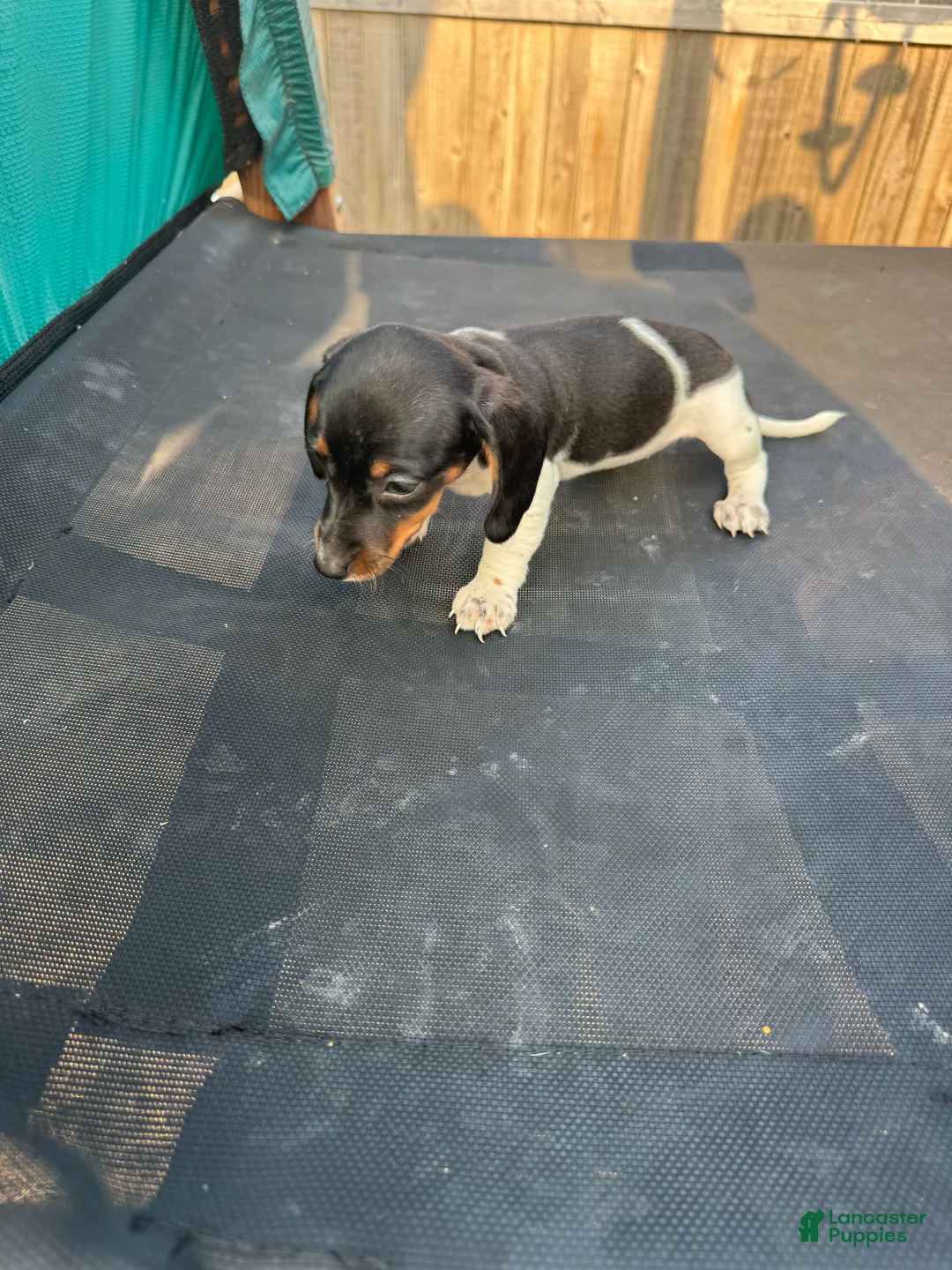 Miniature Dachshund dogs for sale: Miniature Dachshund Puppy 4 - Ad 2