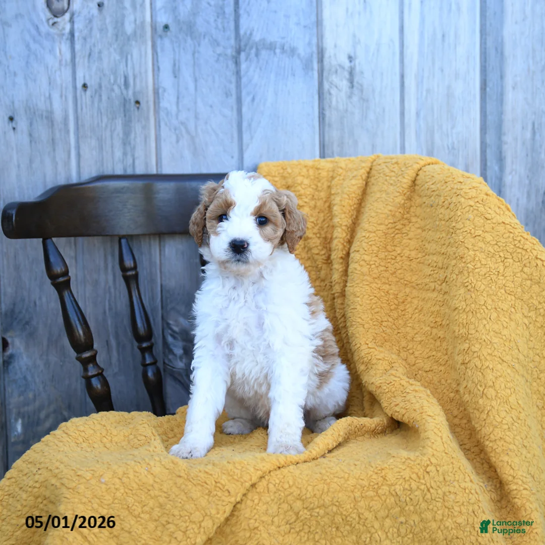 Goldendoodle dogs for sale: Swiss - Ad 2