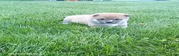 Shiba Inu dogs for sale: Ringles - Ad 8