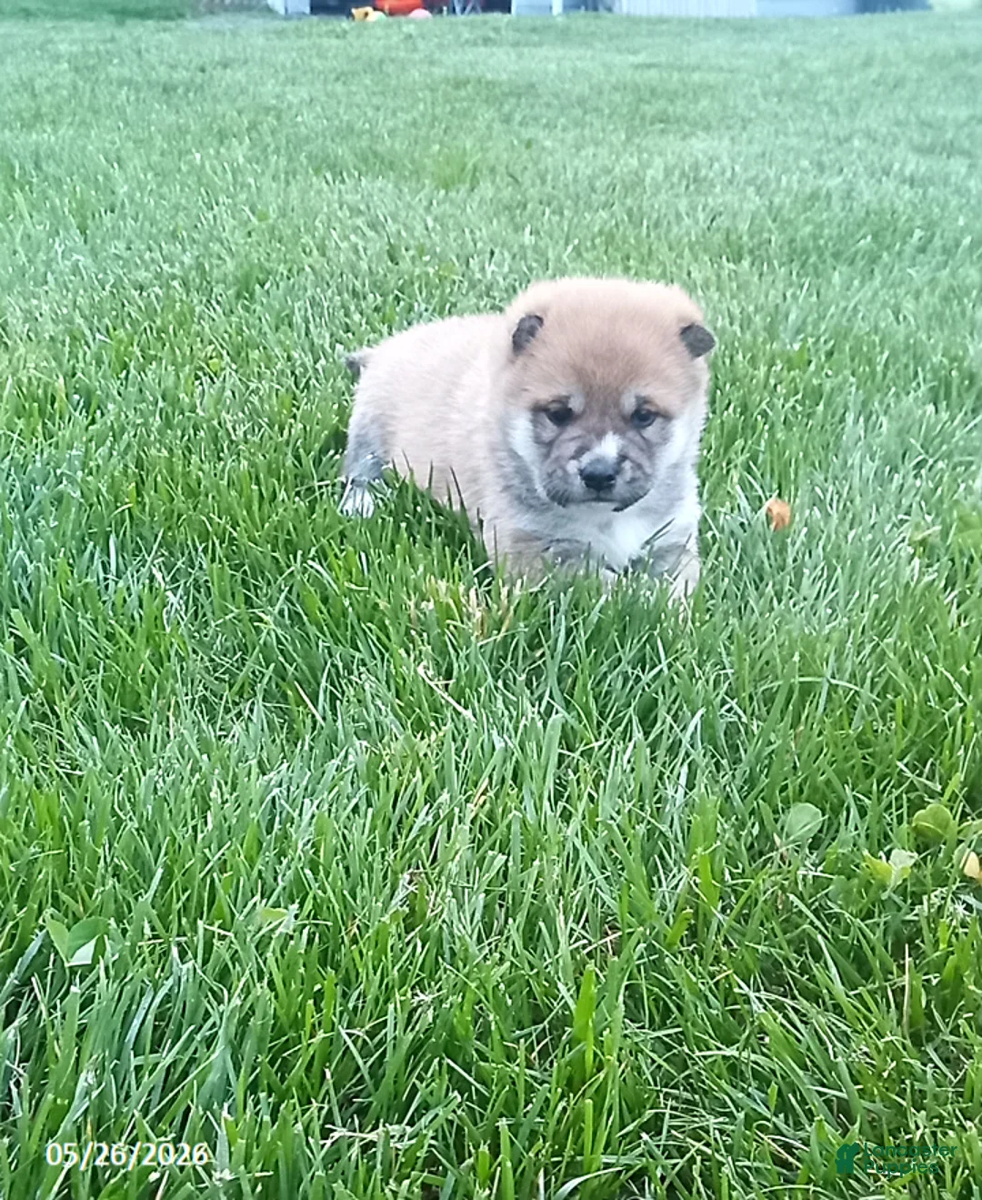 Shiba Inu dogs for sale: Ringles - Ad 8