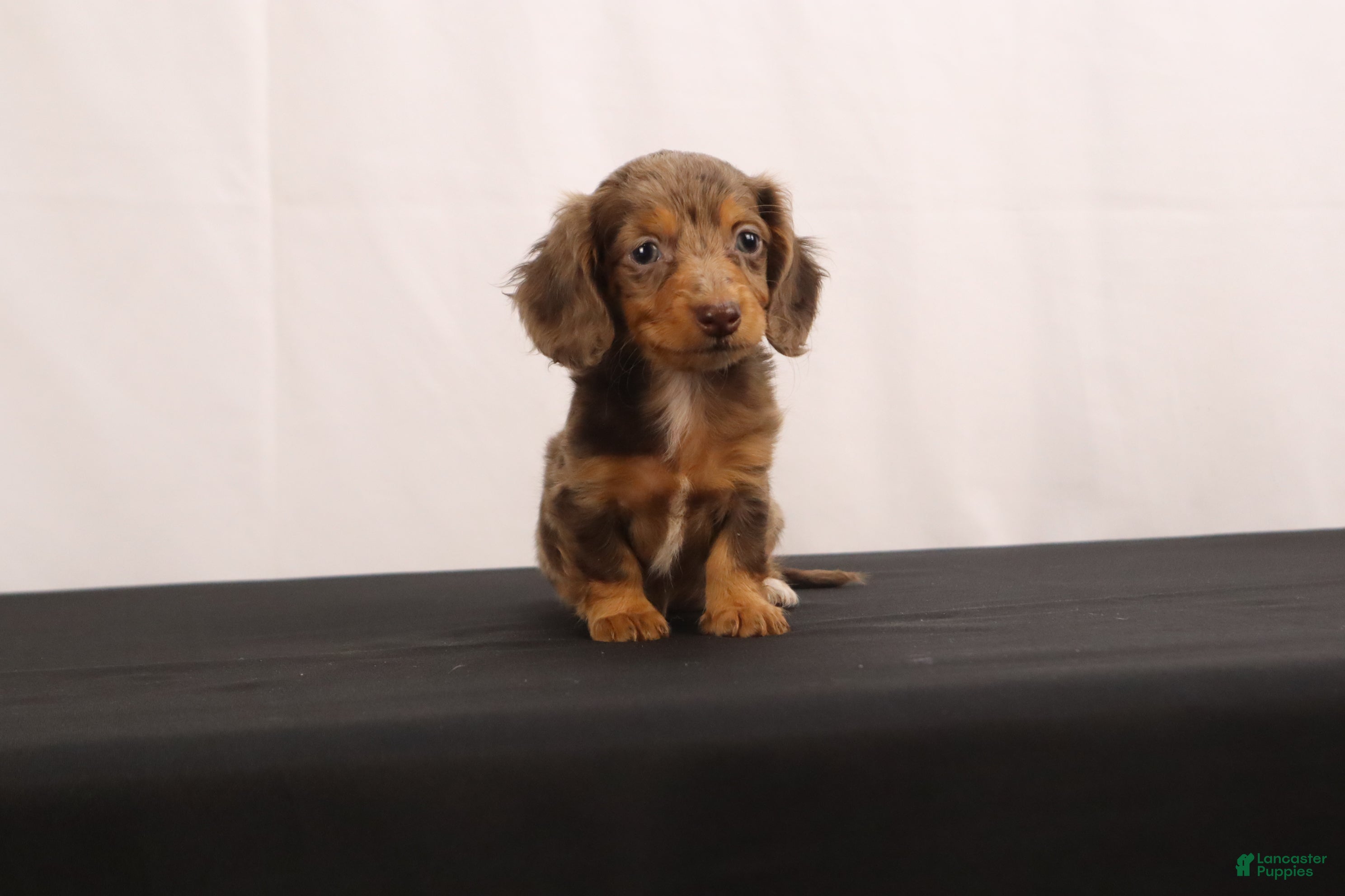 Dachshund dogs Pinto - Ad 1