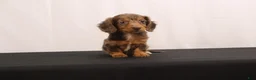 Dachshund dogs for sale: Pinto - Ad 1