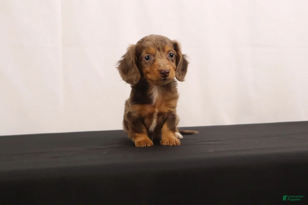 Dachshund dogs for sale: Pinto - Ad 1