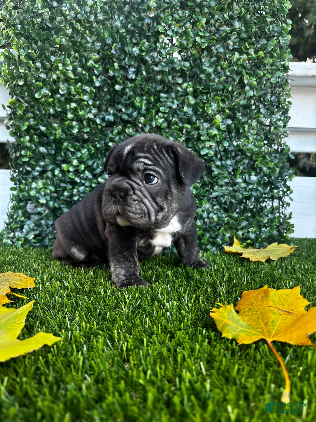 French Bulldog dogs for sale: Thunder - Ad 6