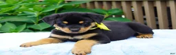 Rottweiler dogs for sale: RAMBO - Ad 3