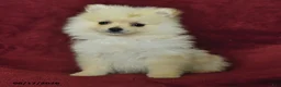 Pomeranian dogs for sale: Chase - Ad 3