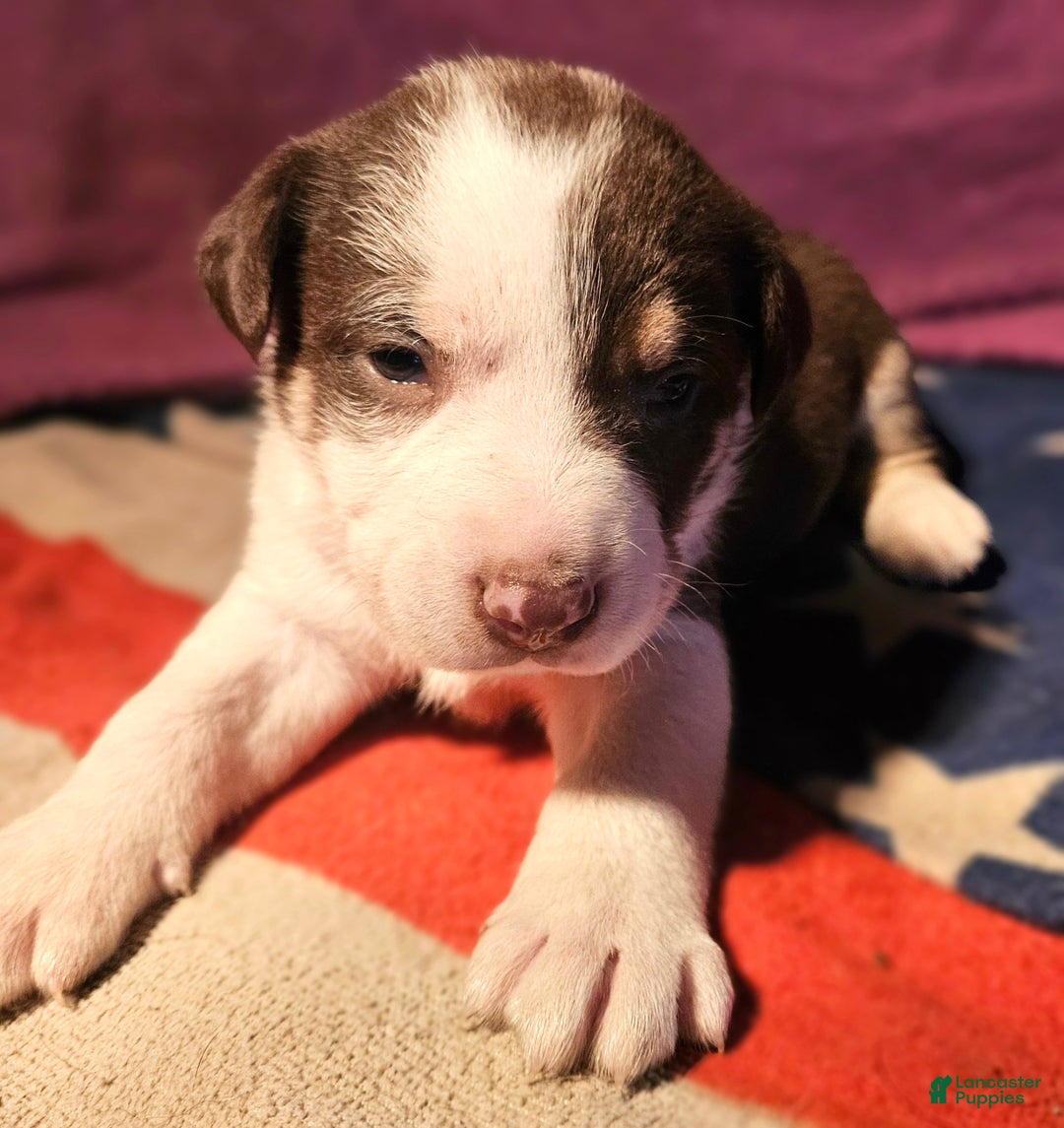 Border Collie dogs for sale: CeeCee - Ad 17