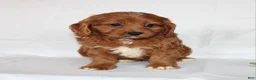 Cavapoo dogs for sale: Candy - Ad 11