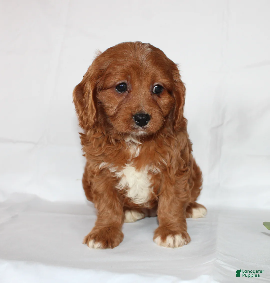 Cavapoo dogs for sale: Candy - Ad 11