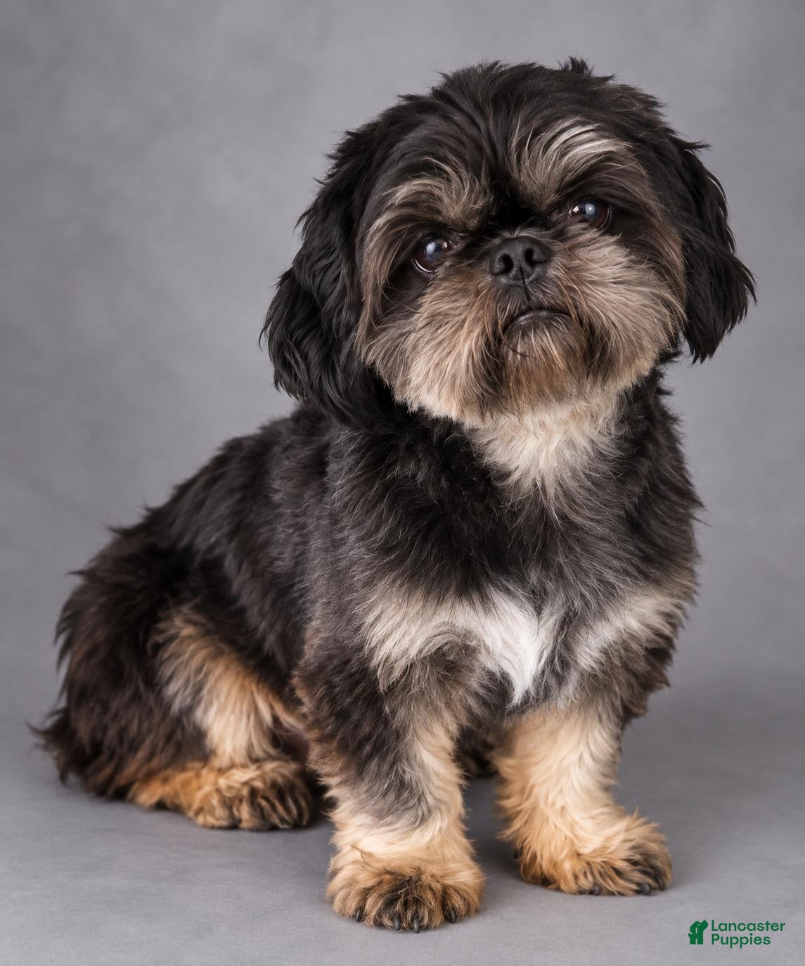 Shih Tzu dogs for sale: Bear Bear - Ad 16