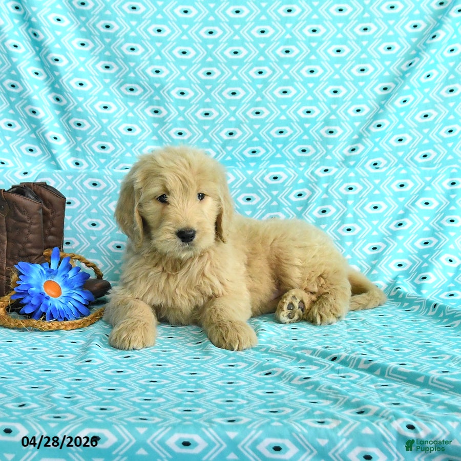 Goldendoodle dogs Megan - Ad 2
