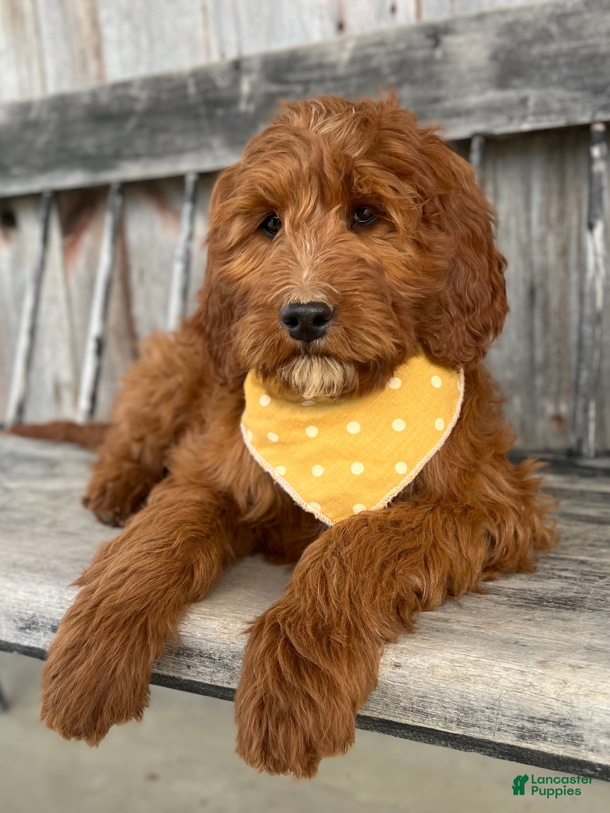 Irish Doodle dogs Rose - Ad 2