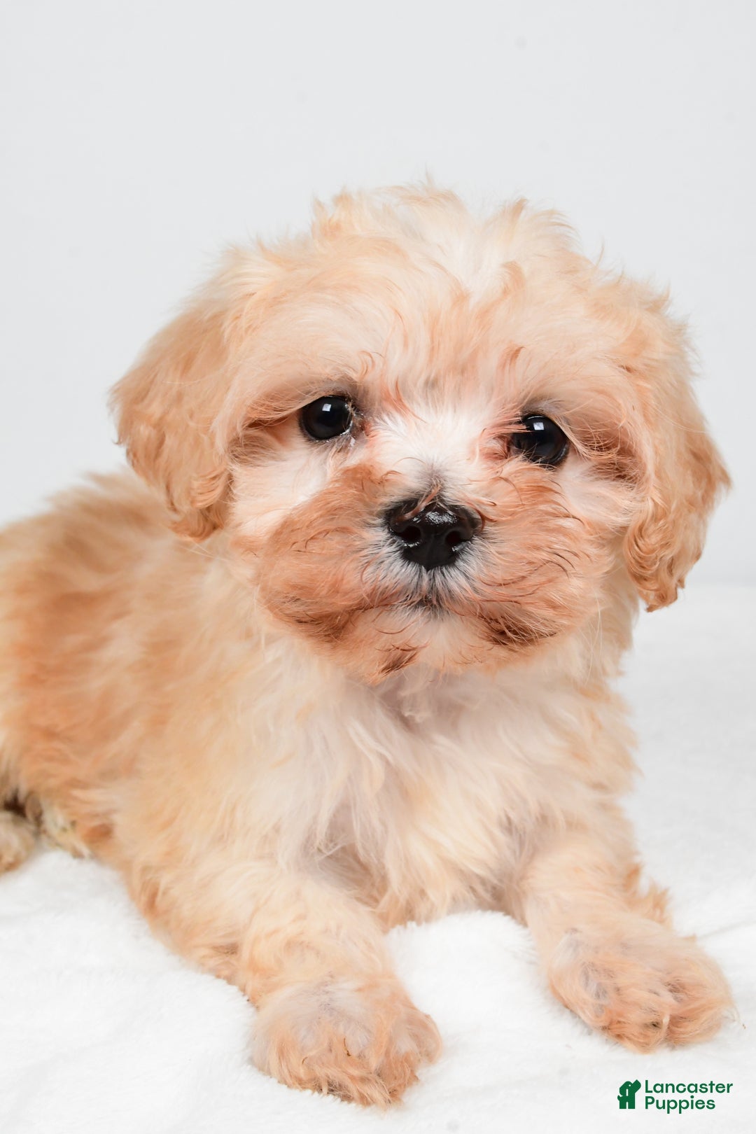 Maltipoo dogs for sale: Bella - Ad 6