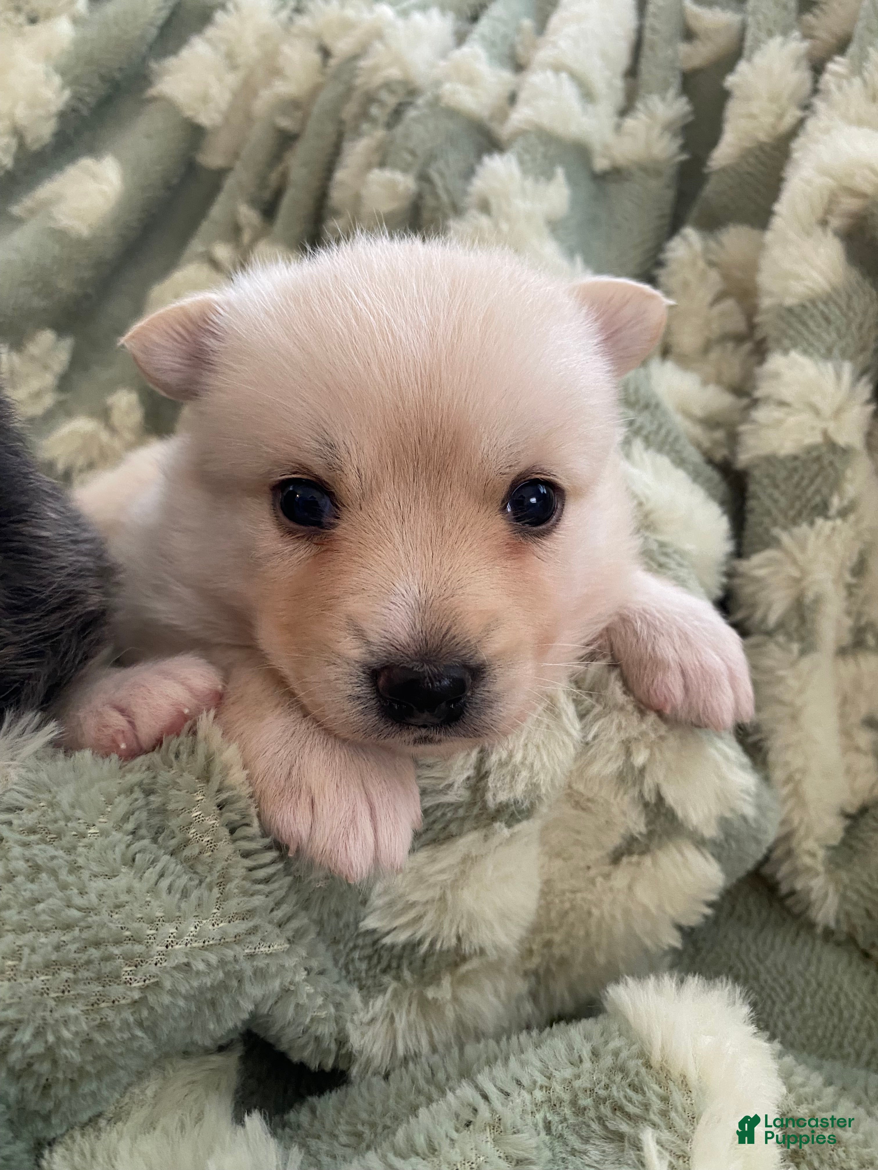 Pomsky dogs Raven - 2 Year Health Contract - Family Raised  - Ad 1