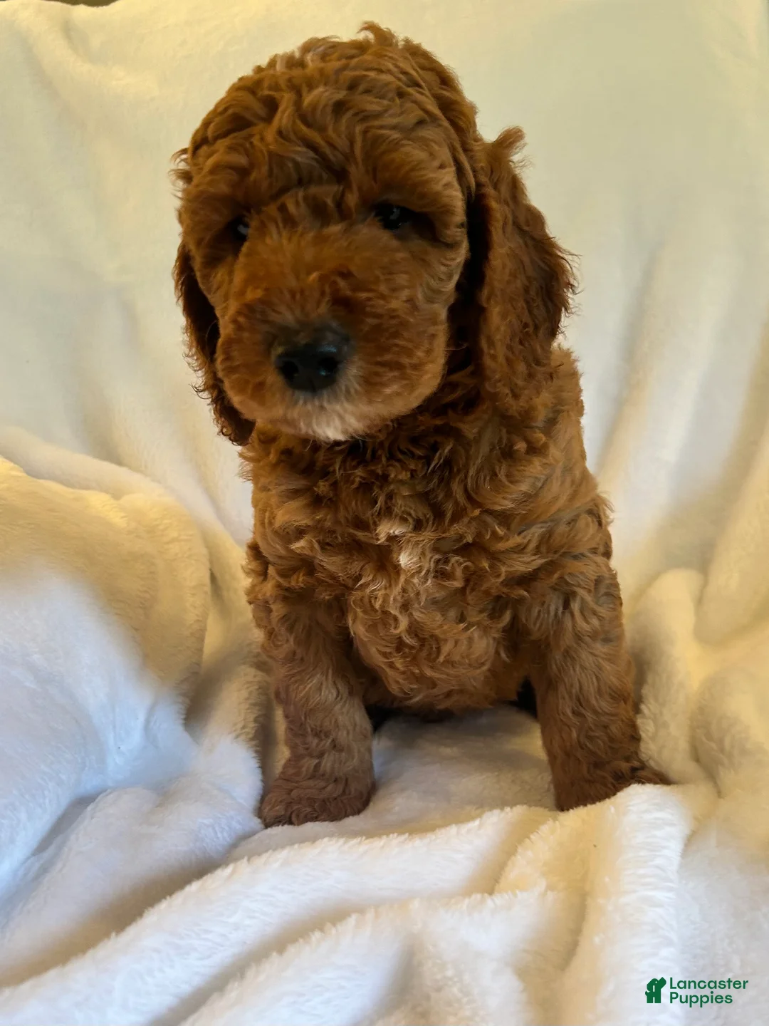 Goldendoodle dogs for sale: Curly - Ad 1