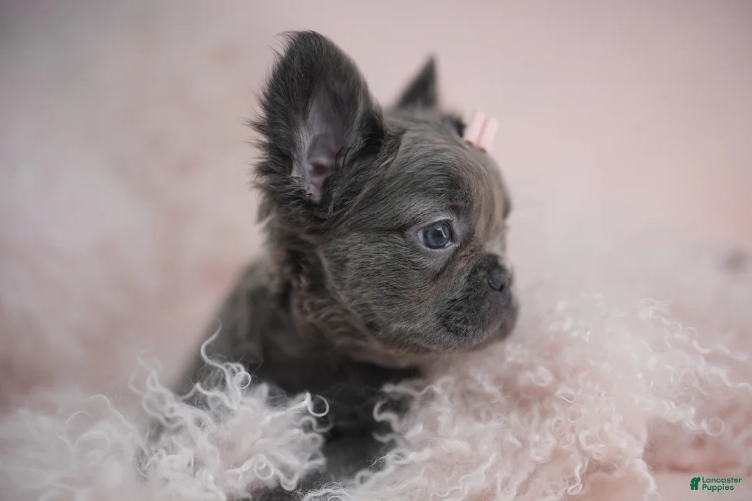 French Bulldog dogs for sale: French Bulldog Puppy 2 - Ad 3