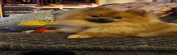 Pomeranian dogs for sale: Pomeranian Puppy 1 - Ad 3