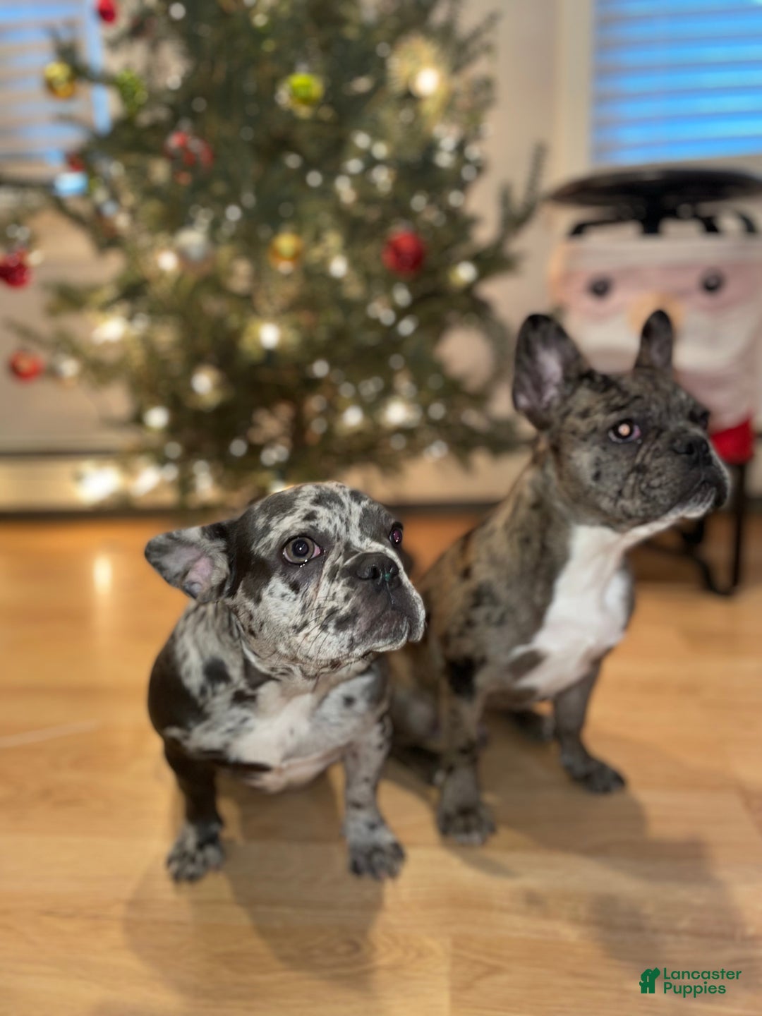 French Bulldog dogs for sale: Peppa - Ad 4
