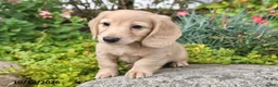 Miniature Dachshund dogs for sale: Candy Corn - Ad 3