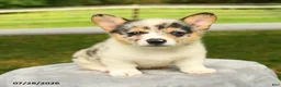 Welsh Corgi Pembroke dogs for sale: Candy - Ad 3