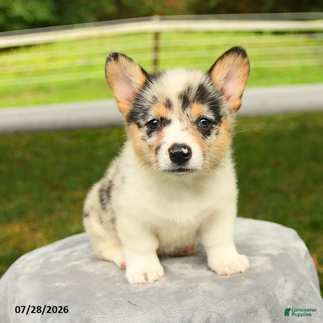 Welsh Corgi Pembroke dogs for sale: Candy - Ad 3