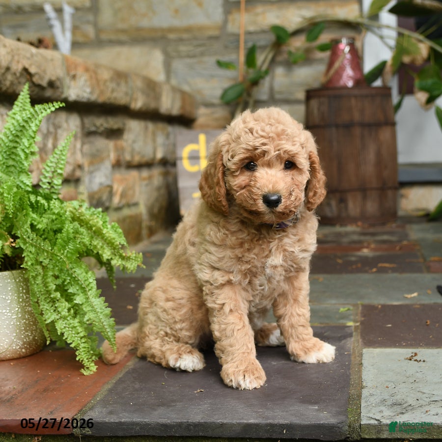 Mini Goldendoodle dogs for sale: Honey - Ad 3