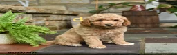 Mini Goldendoodle dogs for sale: Honey - Ad 1
