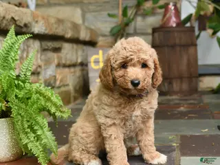 Mini Goldendoodle dogs for sale: Honey - Ad 3