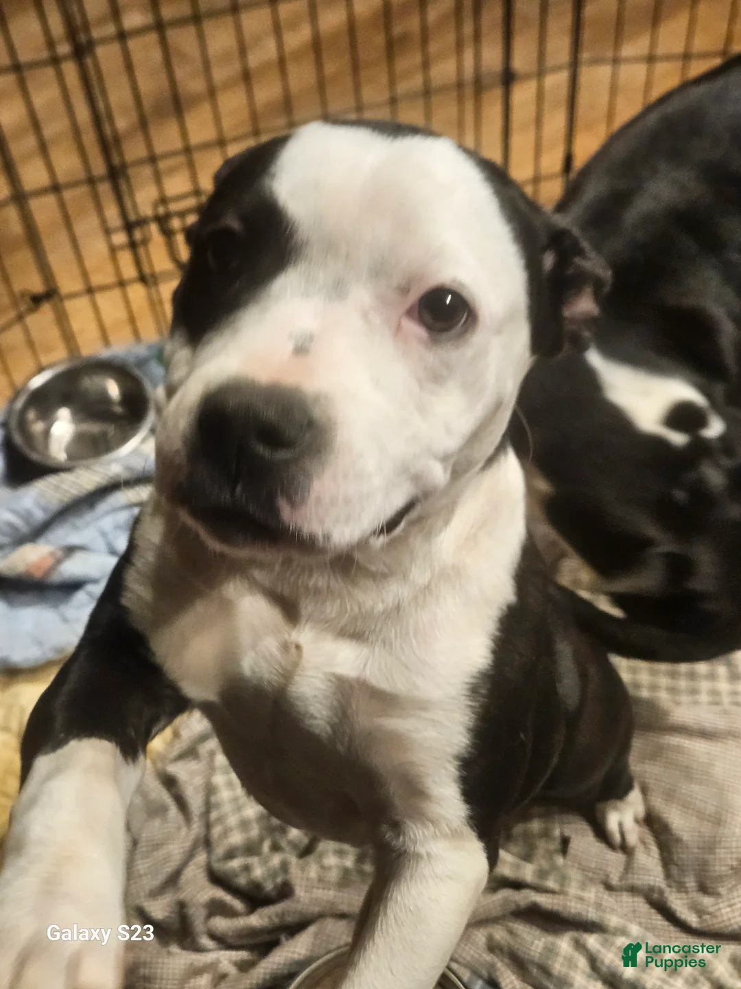 Mixed Breed dogs for sale: Star - Ad 6