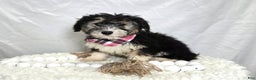 Mini Sheepadoodle dogs for sale: Joy - Ad 4