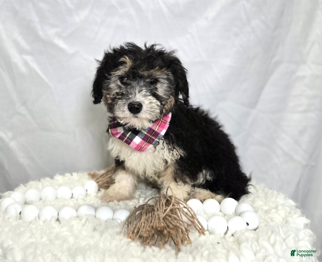 Mini Sheepadoodle dogs for sale: Joy - Ad 4