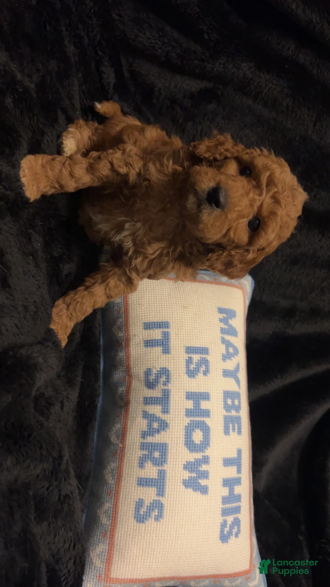 Mini Goldendoodle dogs for sale: Ms Strudel - Ad 12