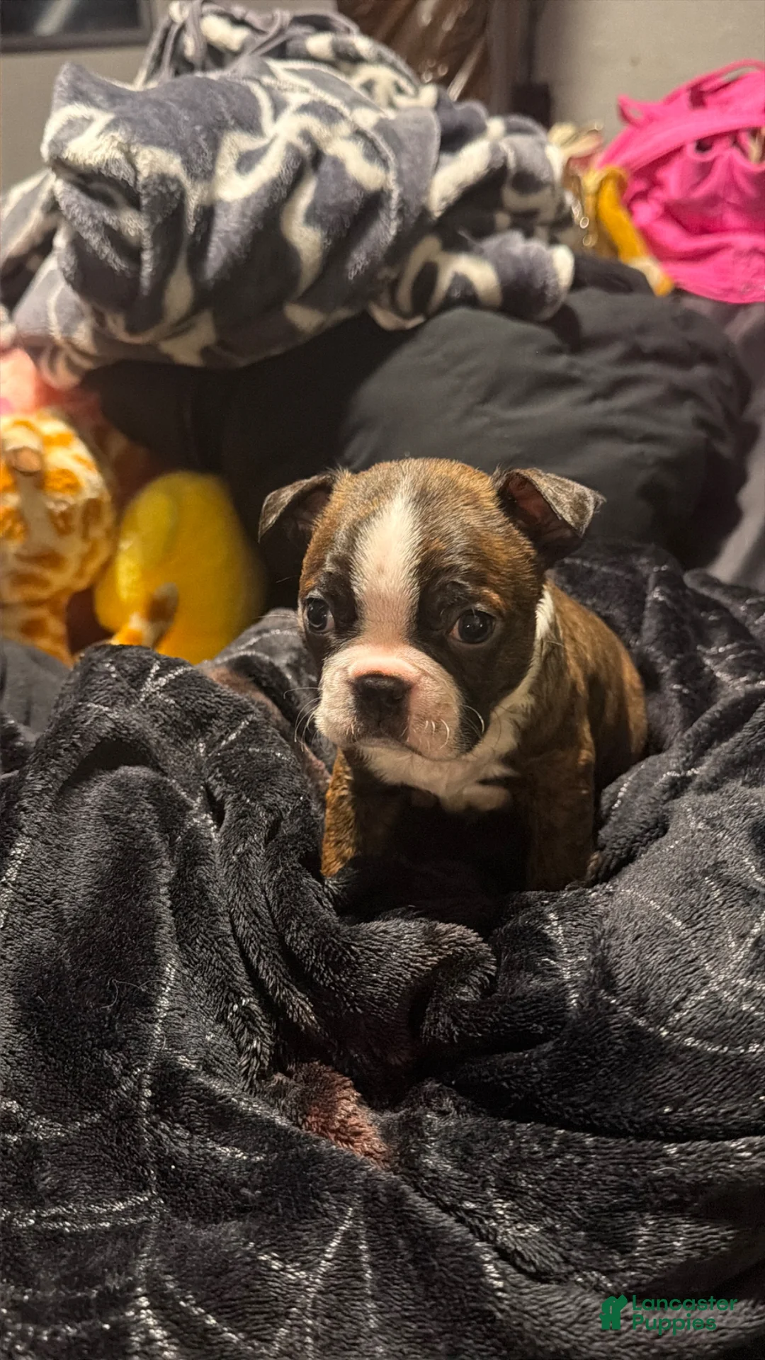 Boston Terrier dogs for sale: Gambit - Ad 1