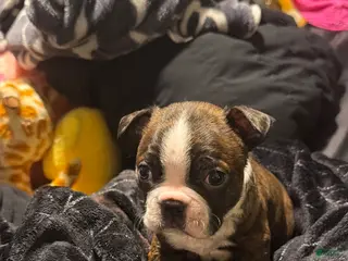 Boston Terrier dogs for sale: Gambit - Ad 4