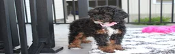 Miniature Poodle dogs for sale: Amber  - Ad 3