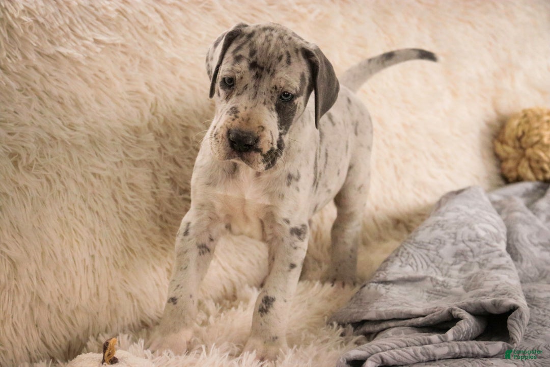 Great Dane dogs for sale: Percy - Ad 4