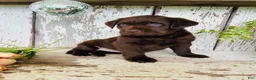 Labrador Retriever dogs for sale: Tessa  - Ad 3