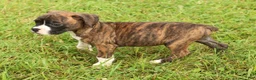 Boxer dogs for sale: Carl - Ad 10