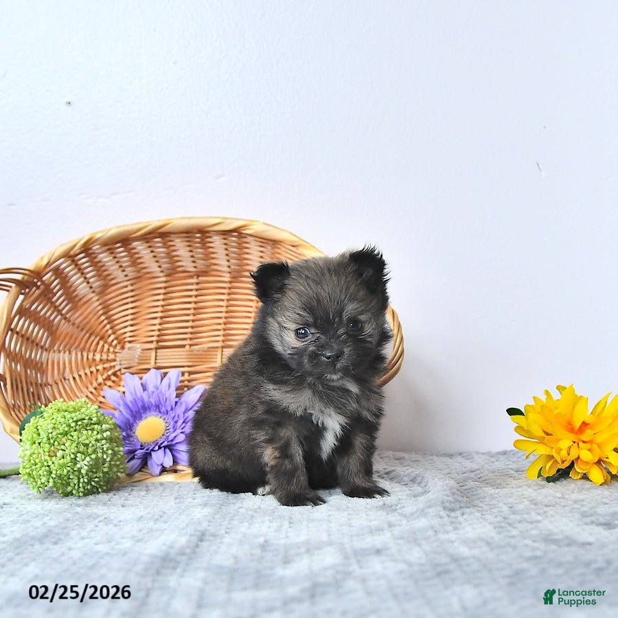 Pomeranian dogs Lovely - Ad 2