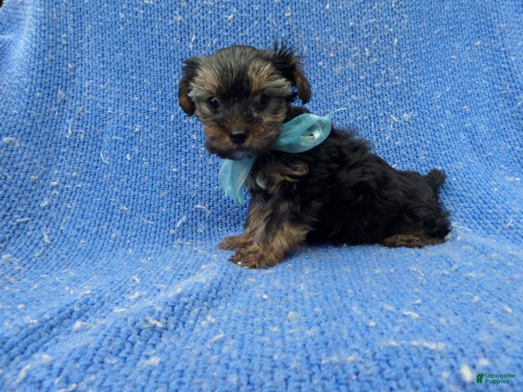Yorkshire Terrier dogs Colby - Ad 9