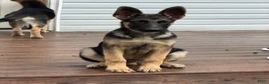 Kodak