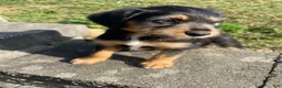 Mixed Breed dogs for sale: Otis - Ad 3