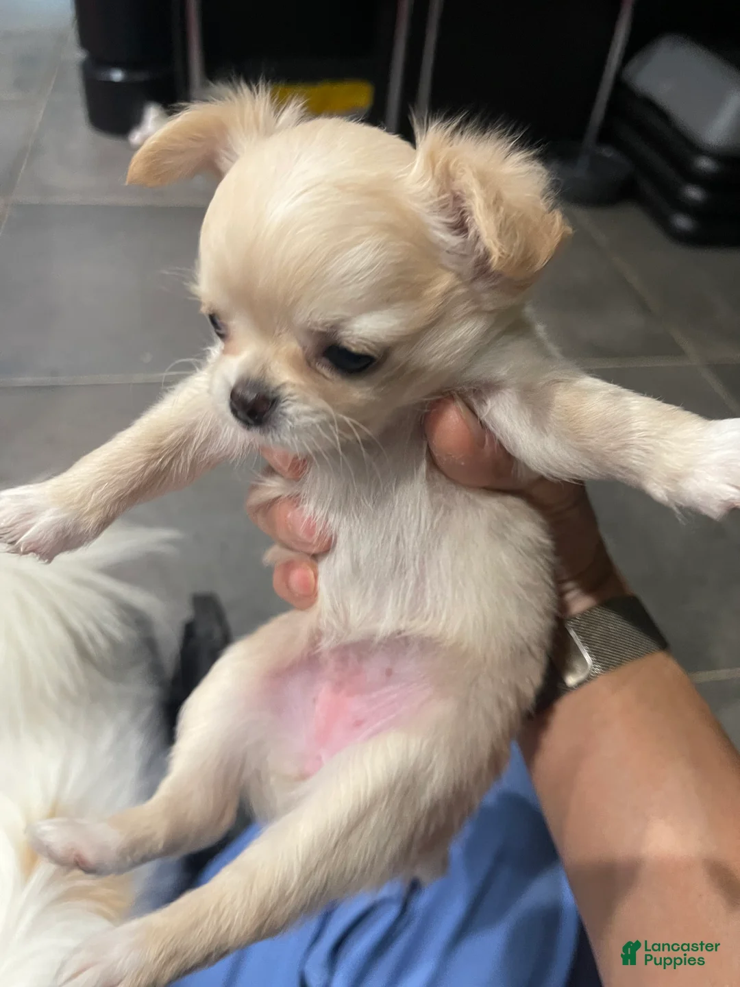 Chihuahua dogs for sale: Sing Sing - Ad 2