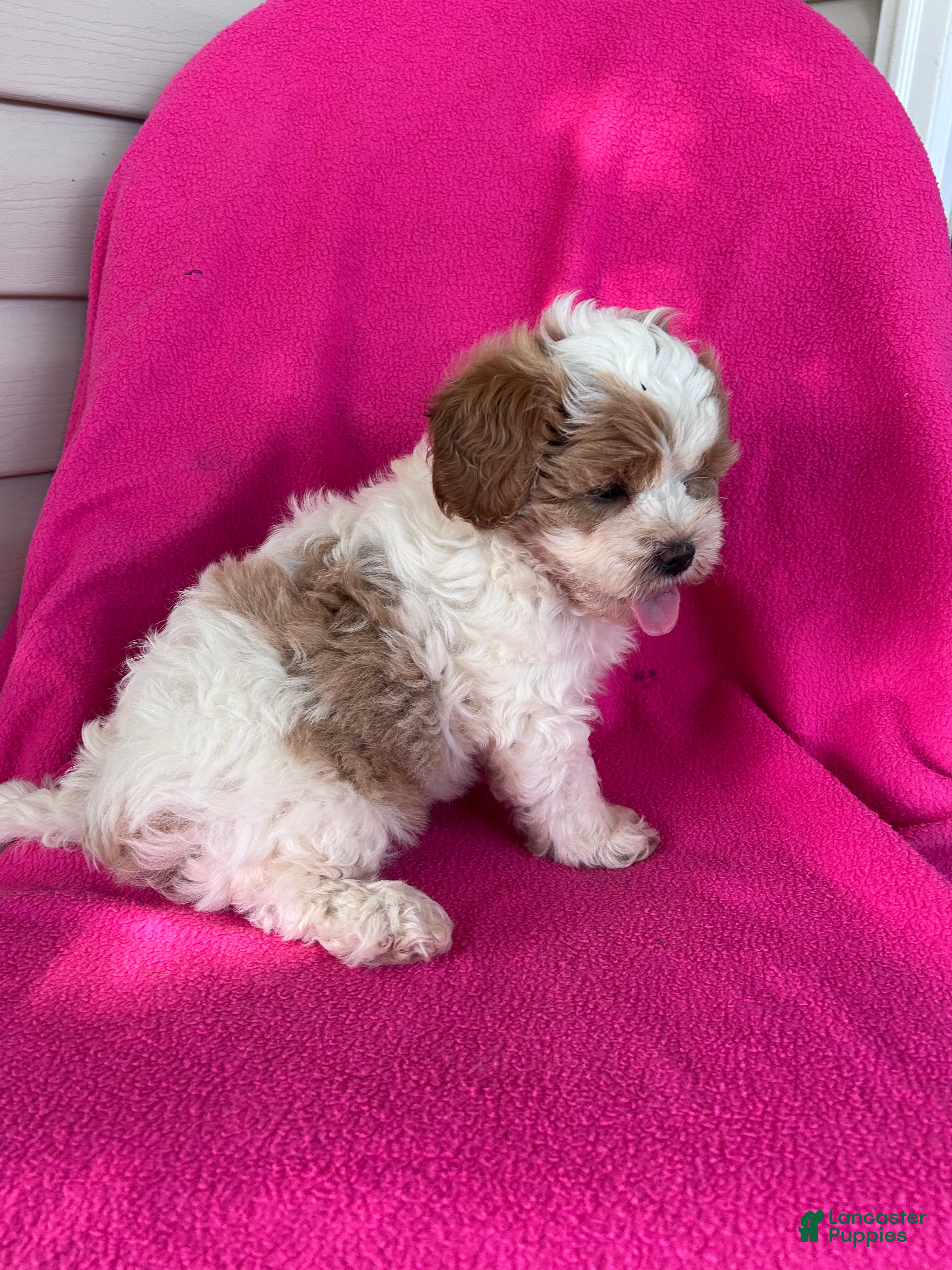 Shihpoo dogs DOLLY - Ad 2